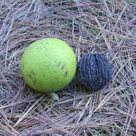 Foto der Schwarznuss