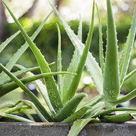Photo d'aloe 3