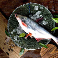 Photo du pangasius