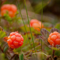 Foto von Moltebeeren
