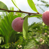 Photo du fruit icaco 2
