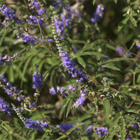 Foto von Vitex 4