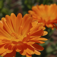Foto der Ringelblume
