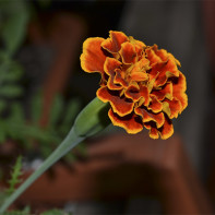Tagetes-Foto 2