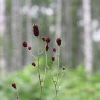 Foto des Wiesenknopfs 5