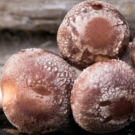 Foto von Shiitake-Pilzen 6