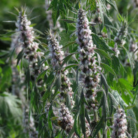 Photo d'agripaume 5