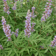 Foto von Vitex 2