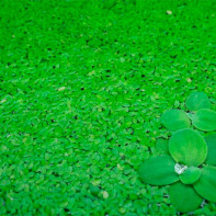 Photo de l'herbe de lentille d'eau