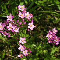 Photo de centaurée