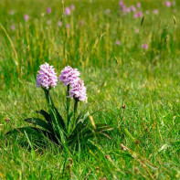 Photo d'orchis 5