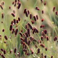 Foto des Wiesenknopfs