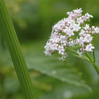 Photo de valériane 2