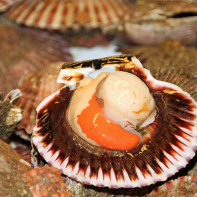 Photos de coquilles Saint-Jacques 2