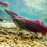 Foto des Sockeye-Lachses 4