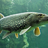 Photo de brochet 5