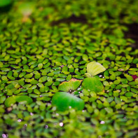 Photo de l'herbe de lentille d'eau 3