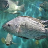 Photo de tilapia 3