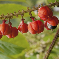 Foto von Guarana 3