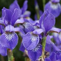 Photo de l'iris 5