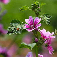 Photo de mauve sylvestre 3