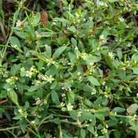 Photo de la renouée 5