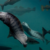Photo de loup de mer 4