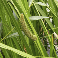 Photo d'acore des marais 4
