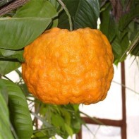 Photo du fruit bigarade 2