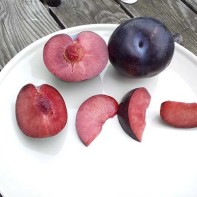 Photo du plumcot 3