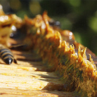 Photo de propolis 4