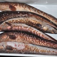 Photo de poisson-crevette 3