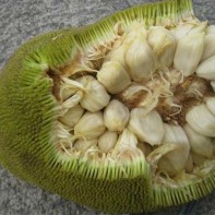 Photo du fruit marang 6