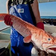 Photo de poisson-crevette