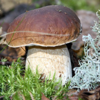 Photos de cèpes 2