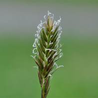 Foto der Quecke 2