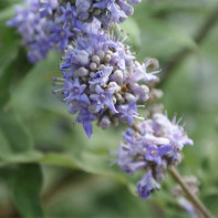 Foto von Vitex 3