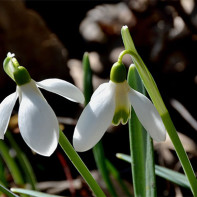 Photo de perce-neige 4