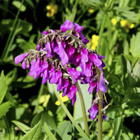 Photo du kopeïchnik 4