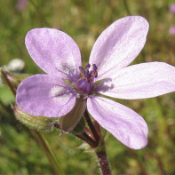 Photo d'érodium 4