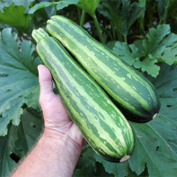 Foto von Zucchini
