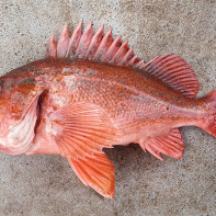 Photo du sébaste 3