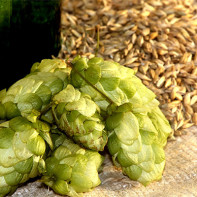 Photo des cônes de houblon 2