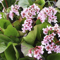 Photo de la bergénie 4
