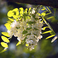 Photo de l'acacia blanc 3
