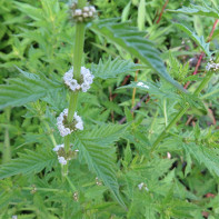 Photo de la plante lycope 5