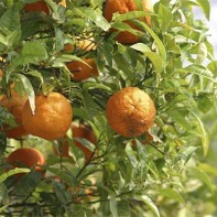 Photo du fruit bigarade
