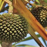 Photo de pandan 5