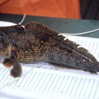 Foto von Notothenia 3