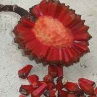 Photo de pandan 4